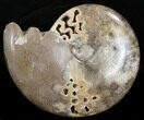 Polished Cretaceous Ammonite - Khenifra, Morocco #35290-1